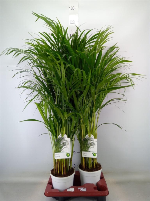 <h4>Dypsis lutescens   ...Chrysalidoca</h4>