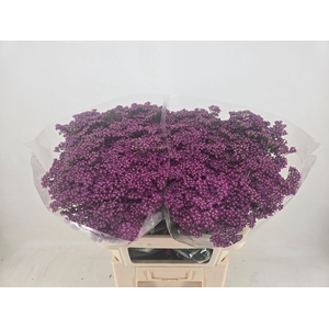 ACHIL M DEEP PURPLE