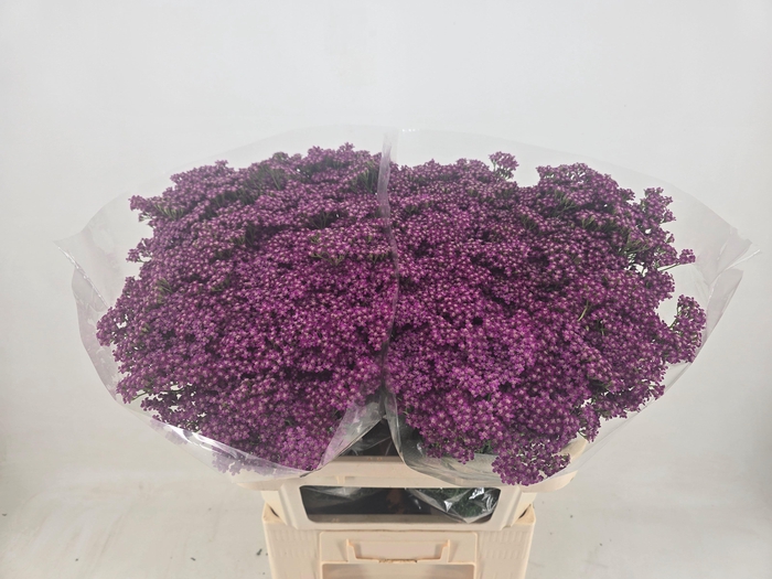 <h4>ACHIL M DEEP PURPLE</h4>