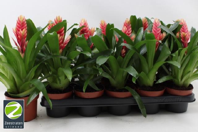 <h4>VRIES MADONNA</h4>