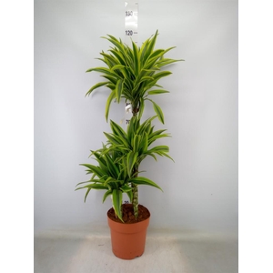 Dracaena fr de 'LemonLime'