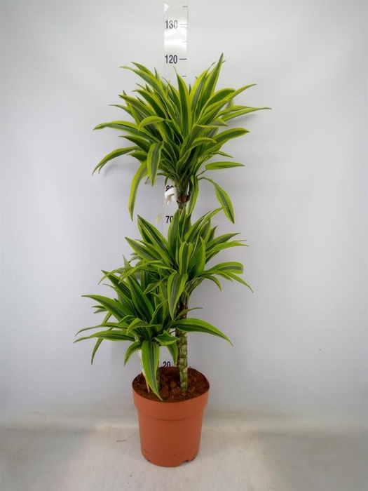 <h4>Dracaena fr de 'LemonLime'</h4>