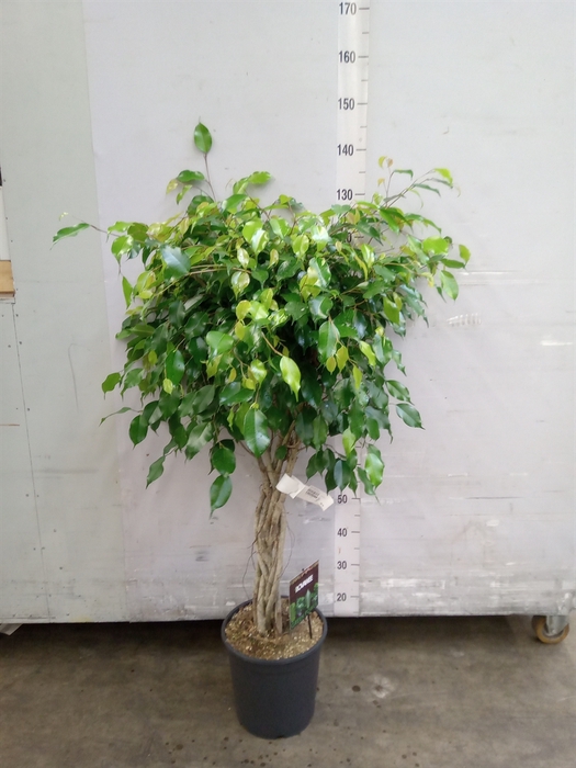 <h4>Ficus benja. 'Exotica'</h4>