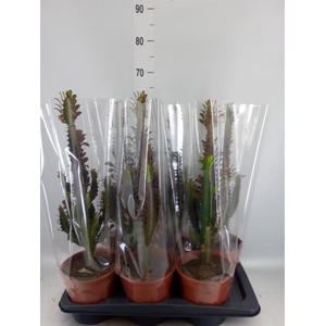 Euphorbia trigona 'Rubra'