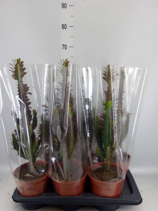 <h4>Euphorbia trigona 'Rubra'</h4>