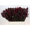 Leucadendron Saf Sunset Dark R.Spray