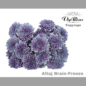 CHR T ALTAJ BRAIN FREEZE