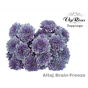 CHR T ALTAJ BRAIN FREEZE
