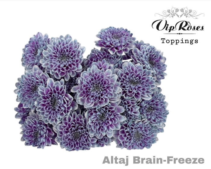 <h4>CHR T ALTAJ BRAIN FREEZE</h4>