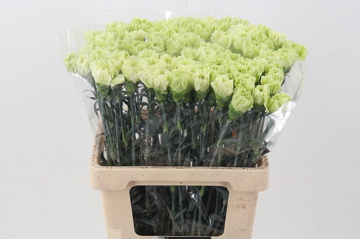 <h4>Di St New York IT</h4>