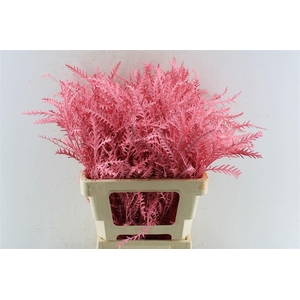 Grevillea Ivanhoe Roze