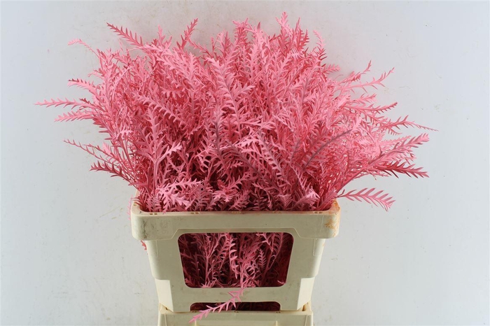 <h4>Grevillea Ivanhoe Roze</h4>
