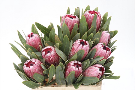 Protea Pink Lady