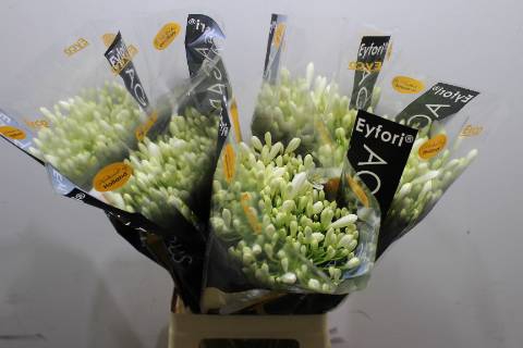 <h4>Agap Eyfori White XL</h4>
