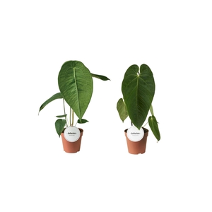 Anthurium blad