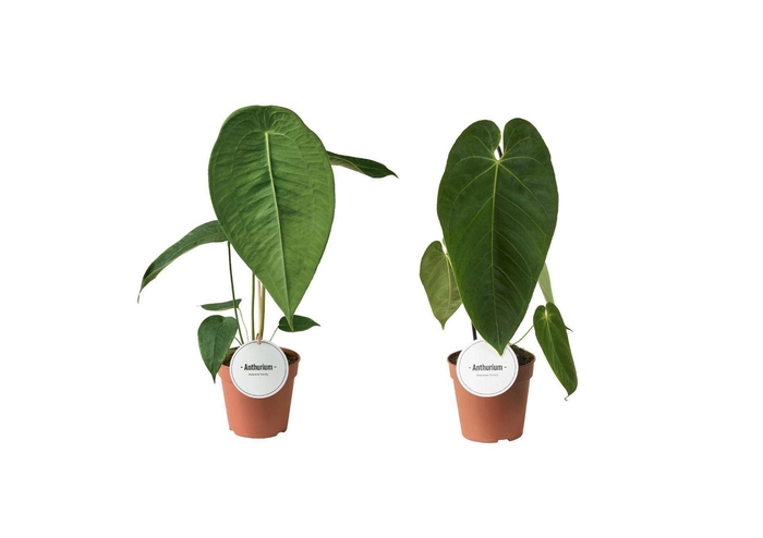 <h4>Anthurium blad</h4>
