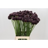 Allium Forelock
