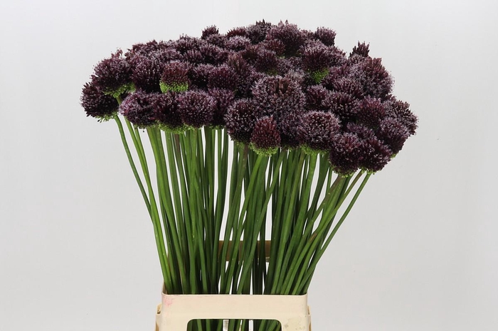 <h4>Allium Forelock</h4>