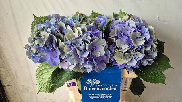 <h4>HYDR M ELBTAL CL</h4>