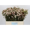 Chamelaucium Moonlight Delight