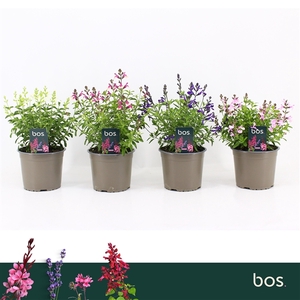 Salvia Greggii, Mirage Mix