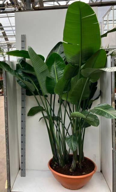 <h4>STRELITZIA NICOLAI</h4>