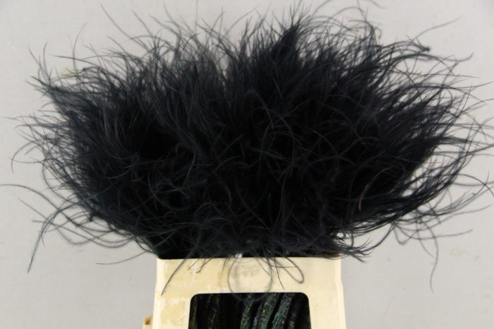 <h4>DF Stypha 60cm Bs Black</h4>