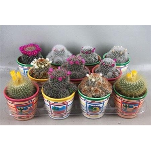 Cactus bloeiend gemengd