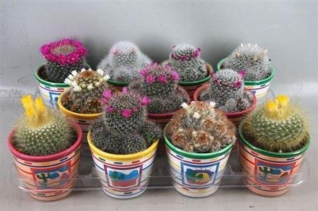 <h4>Cactus bloeiend gemengd</h4>