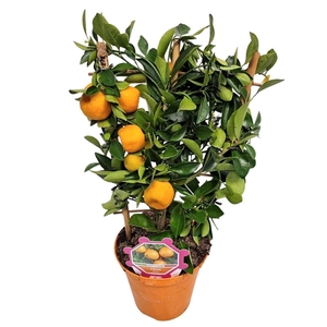 CITR MICROCARPA