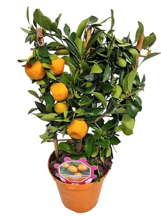 <h4>CITR MICROCARPA</h4>
