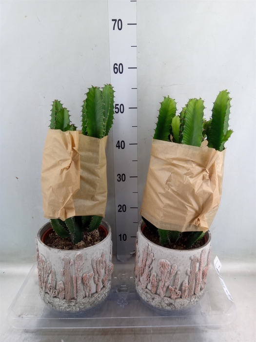 <h4>Euphorbia   ...</h4>