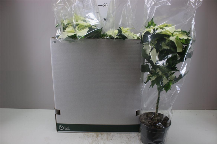 <h4>Euphorbia P Op Stam Alaska Wit</h4>