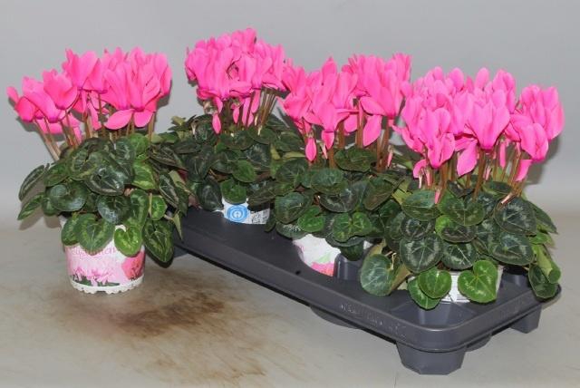 <h4>CYCL GR SUP XL</h4>