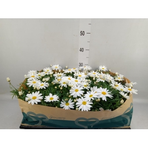 Argyranthemum  'Percus Giga White'
