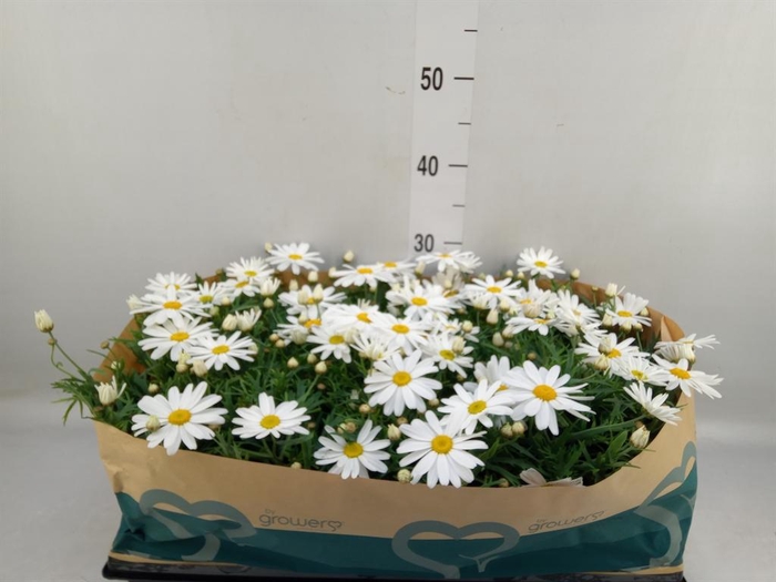 <h4>Argyranthemum  'Percus Giga White'</h4>