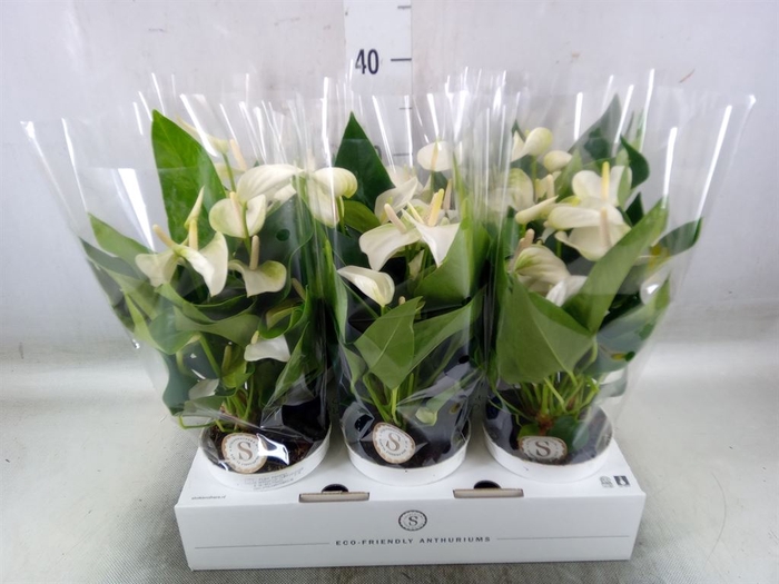 <h4>Anthurium andr. 'White Champion'</h4>