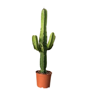 Euphorbia overig