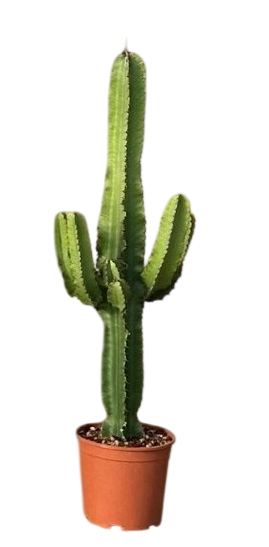 <h4>Euphorbia overig</h4>