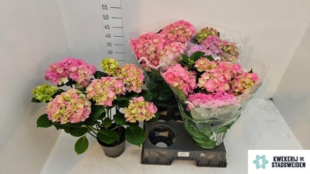 <h4>HYDR M EARLY ROSA</h4>