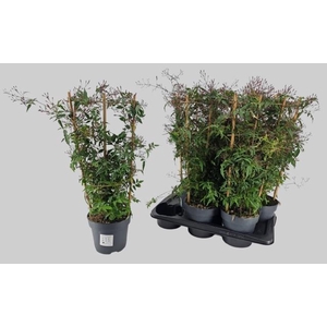 JASM POLYANTHUM RZ