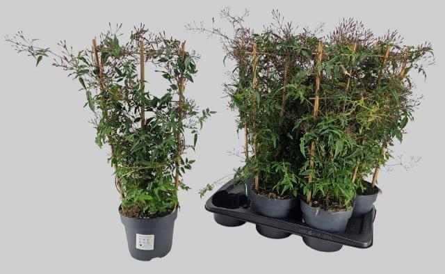 <h4>JASM POLYANTHUM RZ</h4>