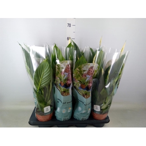 Spathiphyllum  'Pico Cupido'