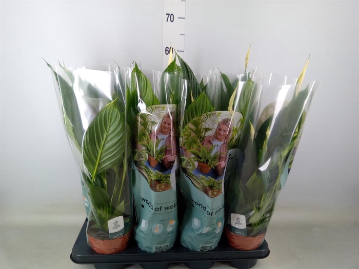 <h4>Spathiphyllum  'Pico Cupido'</h4>