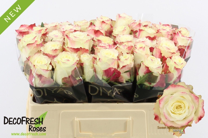 <h4>R Gr Sweet Horizon</h4>