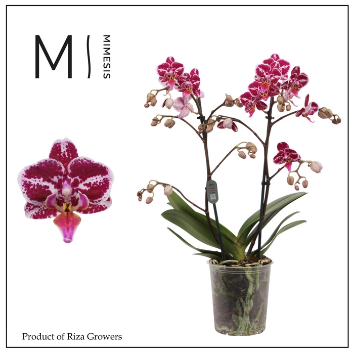 <h4>Phalaenopsis Selina 1 2 spike – 12cm | Mimesis</h4>
