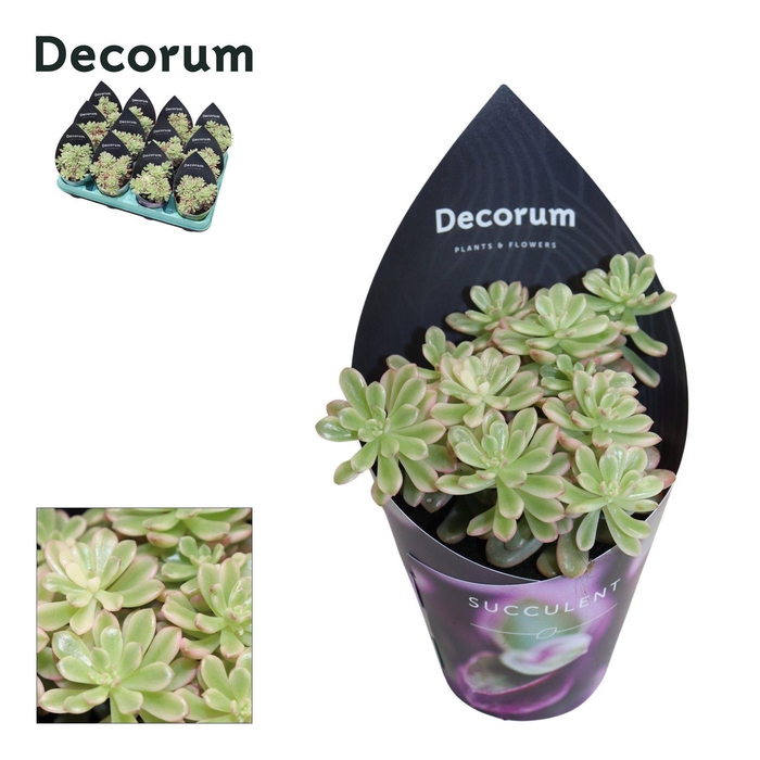 <h4>Sedum Rubrotinctum Variegata (Decorum)</h4>