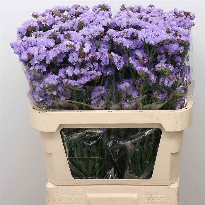 <h4>Limonium St Milka Birds X50</h4>