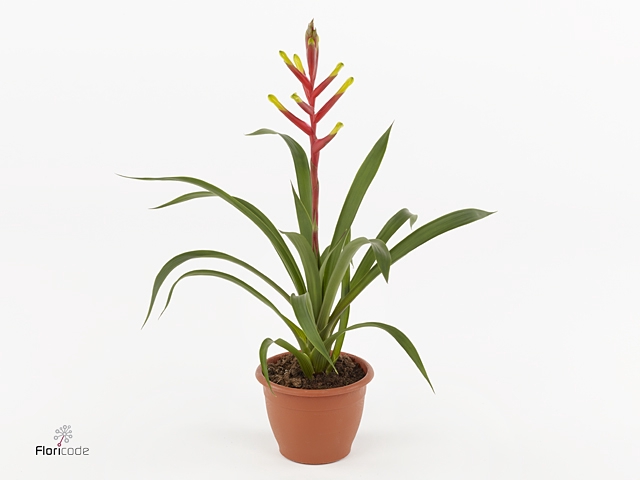Guzmania  'Spring'