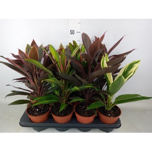 Cordyline   ...mix